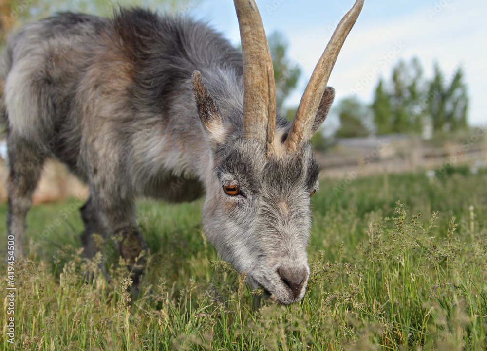 gray goat grazing on green grass close up