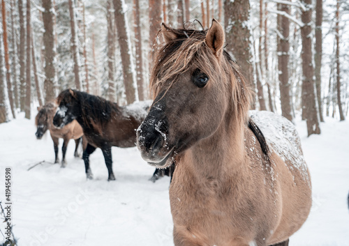 Some brown wild horses in the winter snowy forest  371 