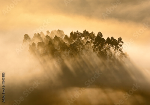 Photography of a misty and sunny sunrise in the forest