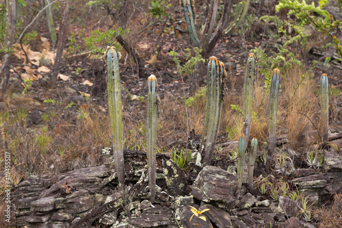 Brazilian endemic Wildflower: The columnar cactus Pilosocereus fulvilanatus seen in habitat close to the Town of Cristalia in Minas Gerais, Brazil photo