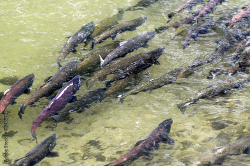 Canvastavla King Salmon Spawning