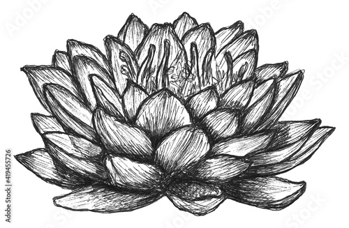 Blooming water lilies, hand-drawing Vector