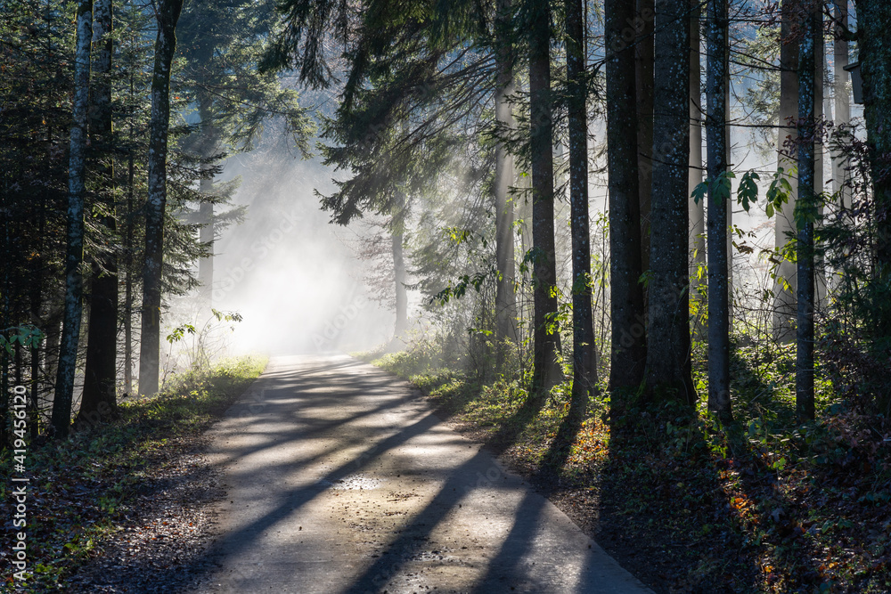 Was Ist Orange Und Läuft Durch Den Wald Weg durch den wald Stock Photo | Adobe Stock