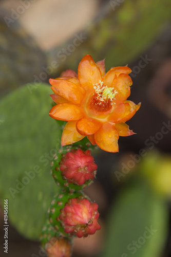 The orange flower of the cactus Tacinga inamoena in natural habitat close to Cristalia in Minas Gerais, Brazil photo