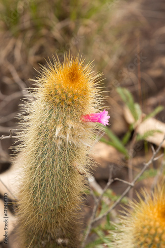 A flowering plant of the CactusMicranthocereus auriazureus in natural habitat close to Cristalia in Minas Gerais, Brazil photo