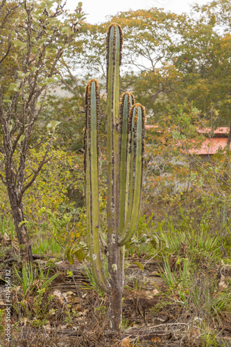 The Cactus Pilosocereus fulvilanatus with three columns in natural habitat close to Cristalia in Minas Gerais photo
