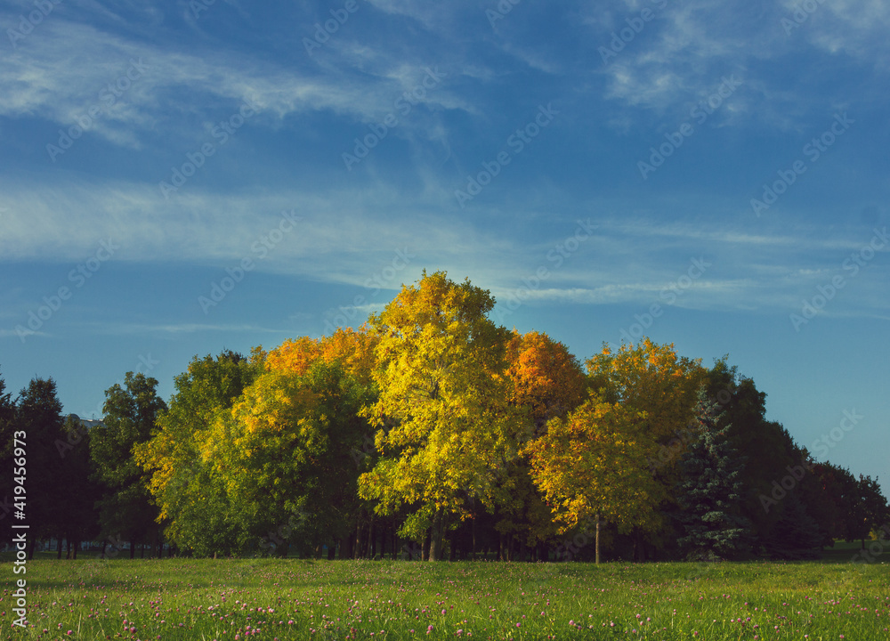 Landscape with blue sky and green grass with flowers