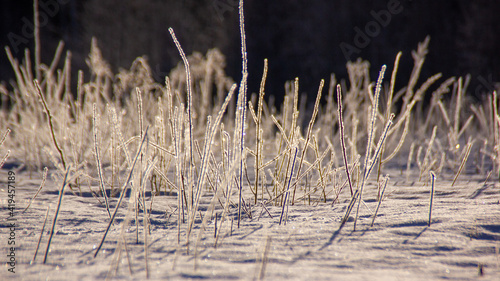 closeup of plants with hoarfrost