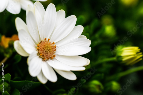 Kwiat Flower