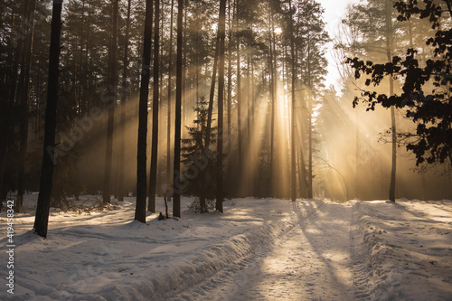 Misty morning in a sunny winter forest