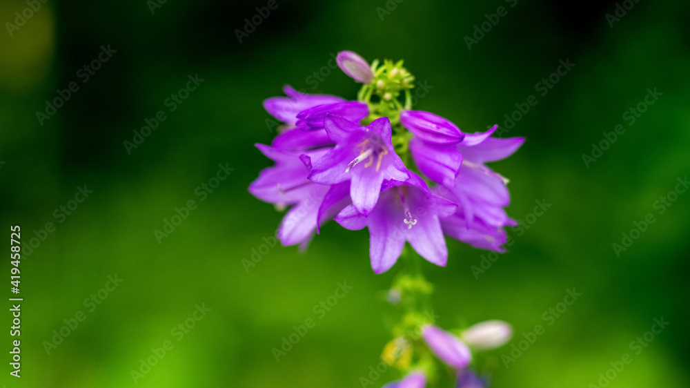 Purple bellflowers in the forest on a dark blurred background, selective focus Purple bellflowers in the forest on a dark blurred background, selective focus