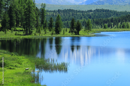 Close-up surface of blue lake Kidelyu in Altai with the shore and forest  mirror of the lake with reflections of the sky and trees  grassy shore  mountains in the distance and with forest and ridge  s