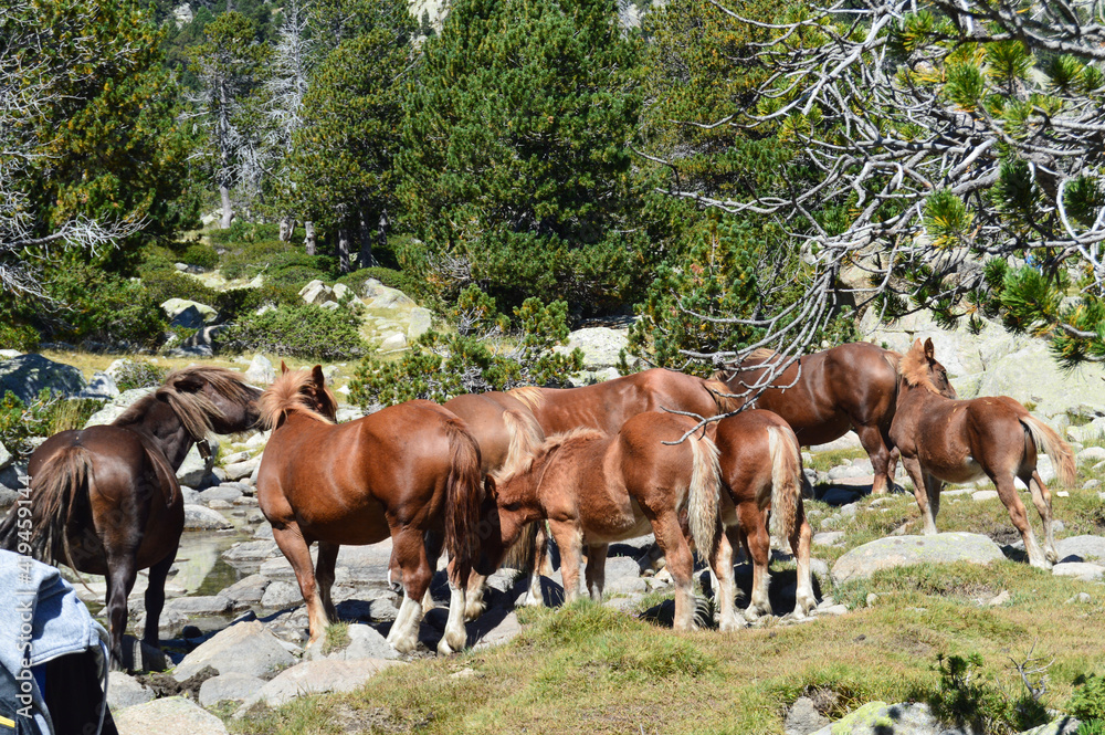 Herd of horses in the mountains Herd of horses in the mountains