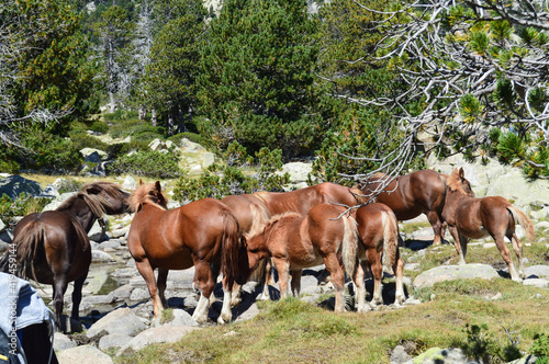 Herd of horses in the mountains © David