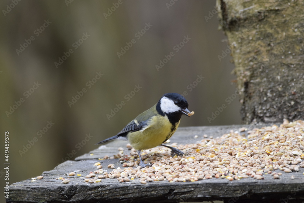 Obraz premium Bird eating seeds