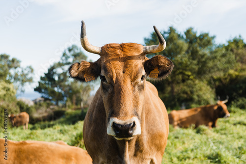 Curious brown cow with long horns standing on grassy abundant pasture and looking at camera on sunny day