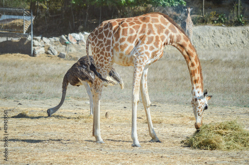 Giraffe and ostrich eating together 