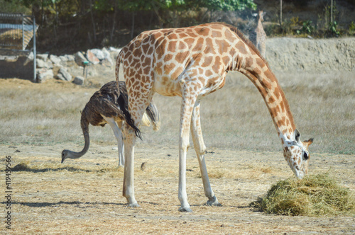 Giraffe and ostrich eating together 