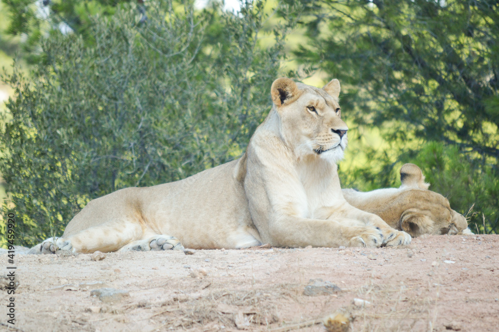 Lion resting lying on the ground in a meadow Lion resting lying on the ground in a meadow