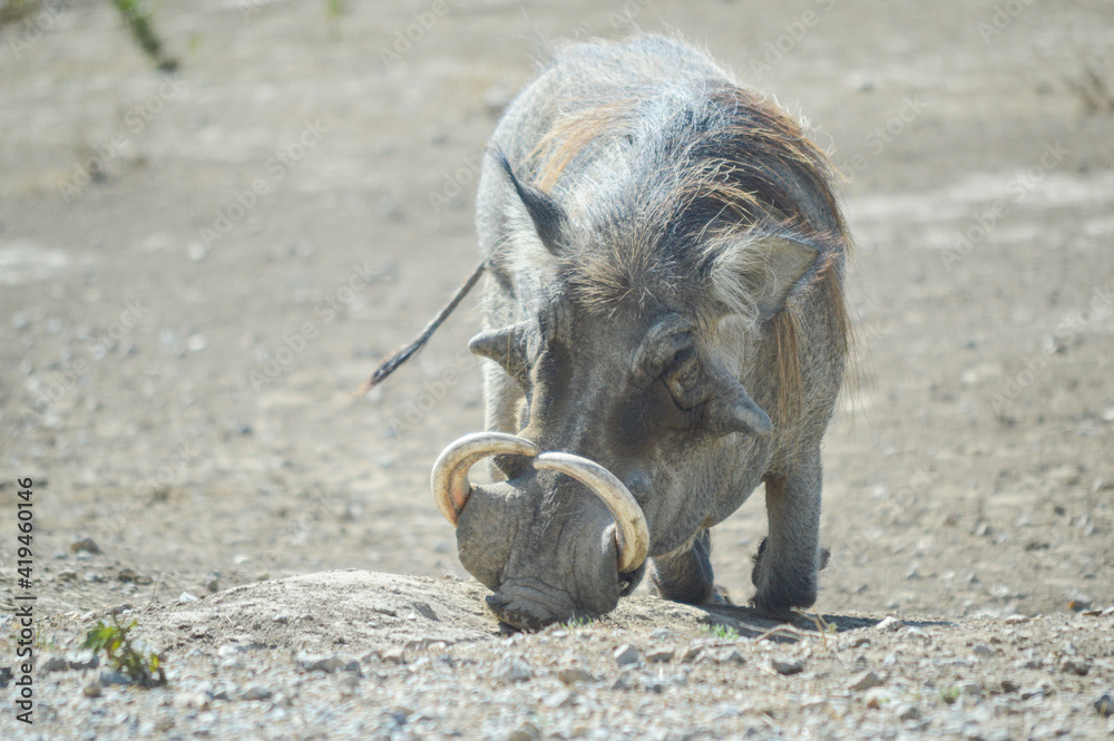 Wild boar eating in an esplanade Wild boar eating in an esplanade