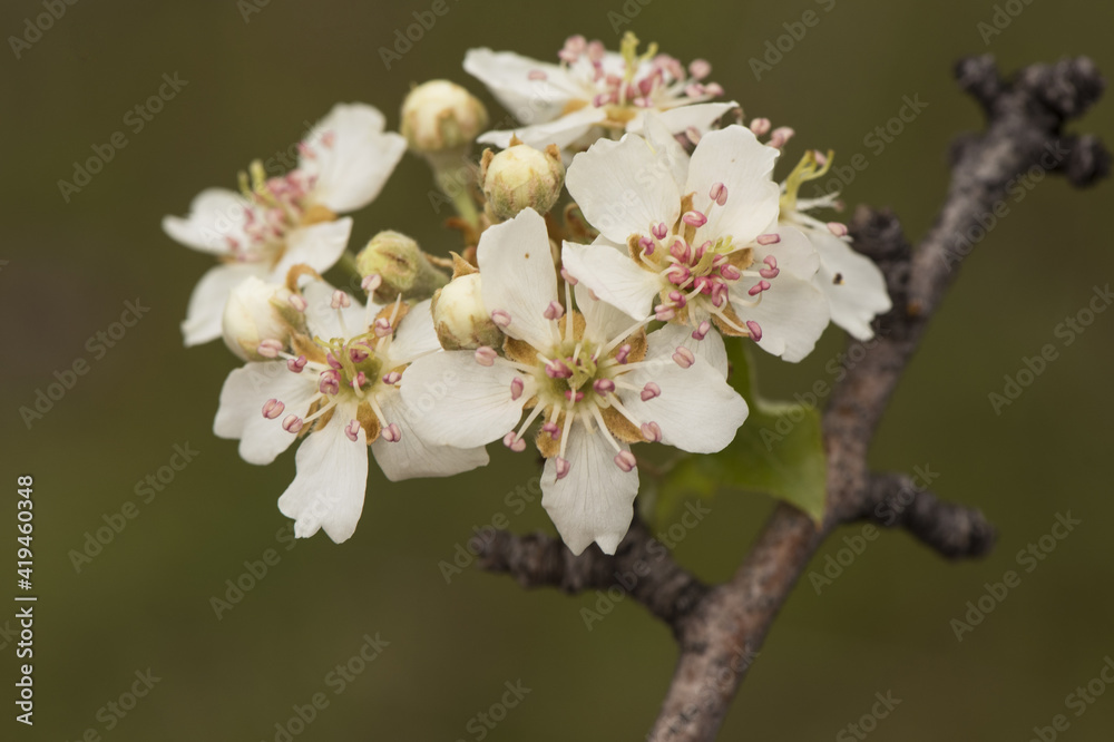 Pyrus bourgaena wild pear immaculate white flowers with deep pink stamen on twig and defocused green background Pyrus bourgaena wild pear immaculate white flowers with deep pink stamen on twig and defocused green background