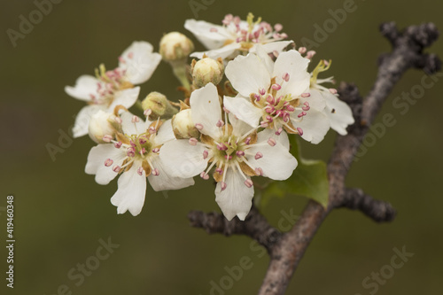 Pyrus bourgaena wild pear immaculate white flowers with deep pink stamen on twig and defocused green background