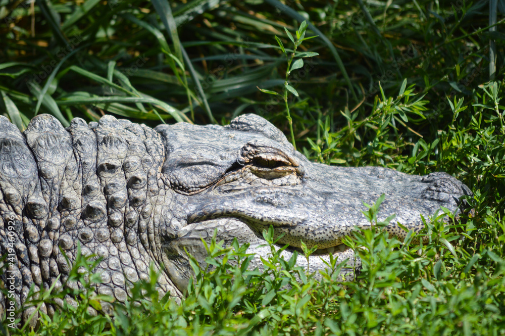 Fototapeta premium A wake crocodile head