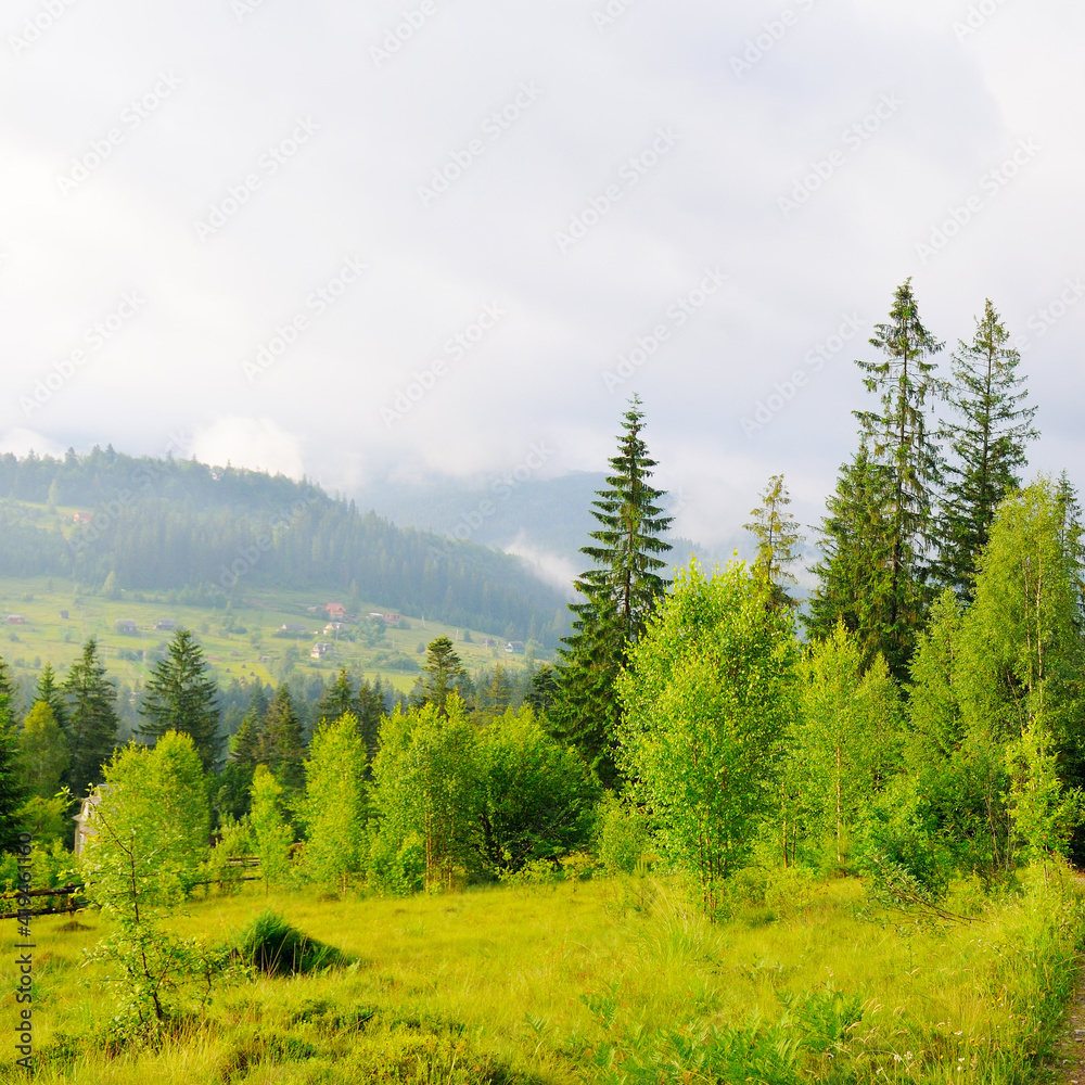 Beautiful summer mountain landscape, meadows and forest. Beautiful summer mountain landscape, meadows and forest.