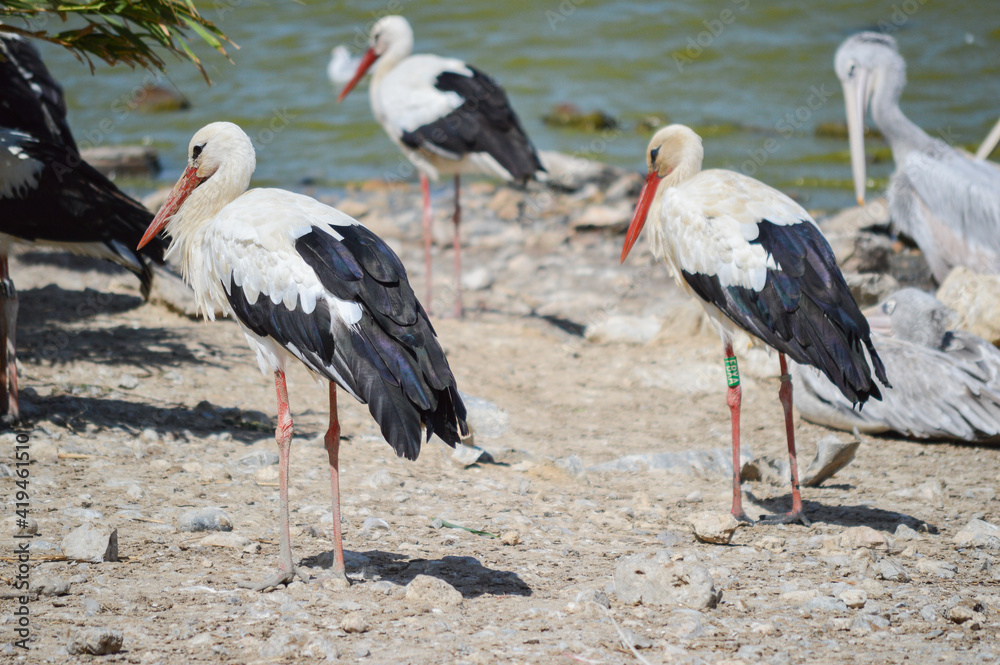 Fototapeta premium Group of pelicans and flamingos together on land