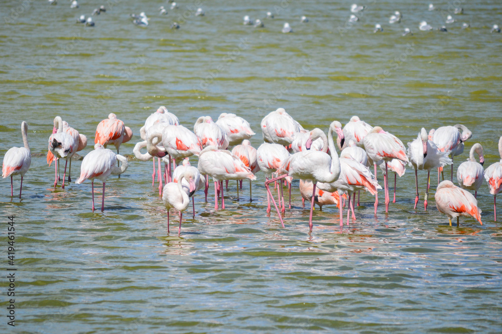 Group of flamingos in the middle of a lake