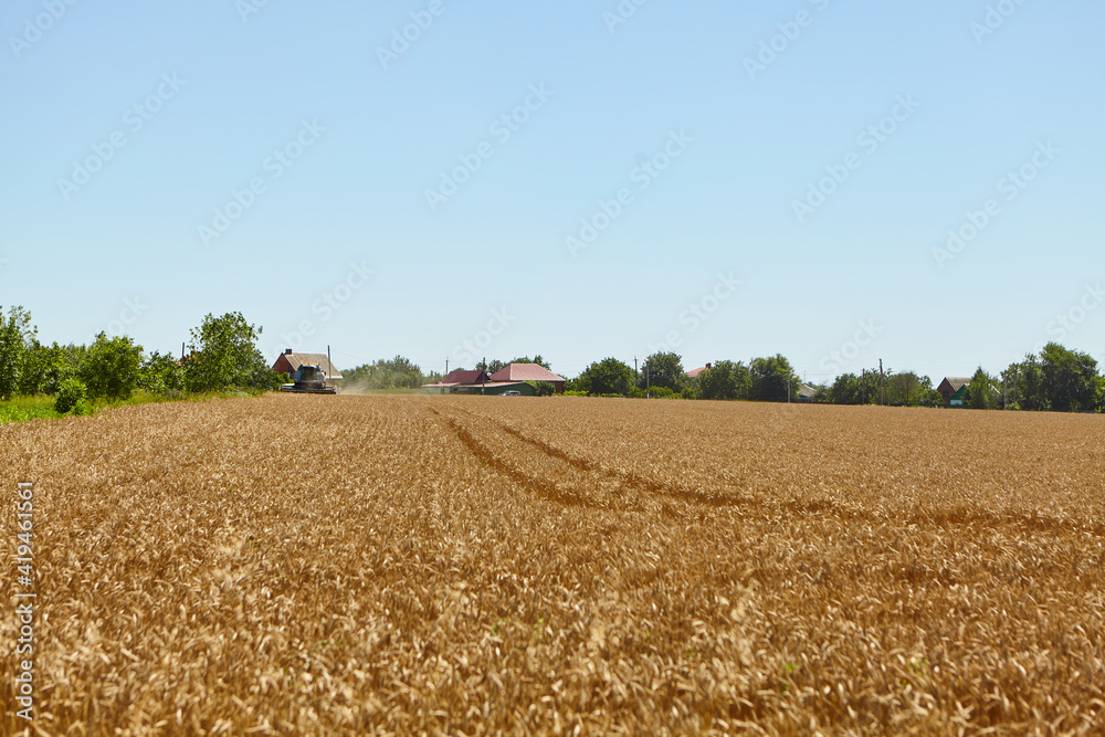 Combine harvester in action on wheat field. Process of gathering a ripe crop.