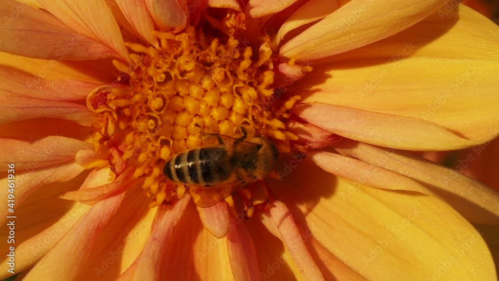 Bee in flower bee amazing,honeybee pollinated of yellow flower. Bee in flower bee amazing,honeybee pollinated of yellow flower.