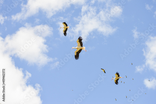 Group of storks flying together in the sky