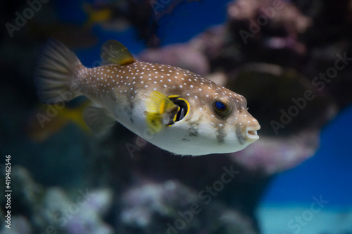 spotted puffer fish in an aquarium underwater
