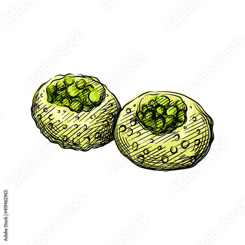 Colorful watercolor Hand drawn sketch of Indian Pani puri on a white background. Indian cuisine. Food. Meals.	
