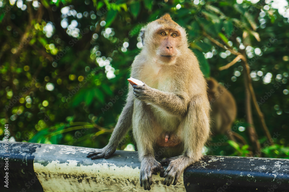 Monkey with beige fur and fresh fruit sitting on fence against green trees while looking away in Thailand Monkey with beige fur and fresh fruit sitting on fence against green trees while looking away in Thailand