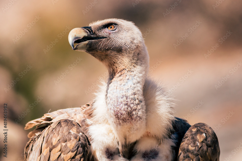 RETRATO DE BUITRE LEONADO GYPS FULVUS RETRATO DE BUITRE LEONADO GYPS FULVUS
