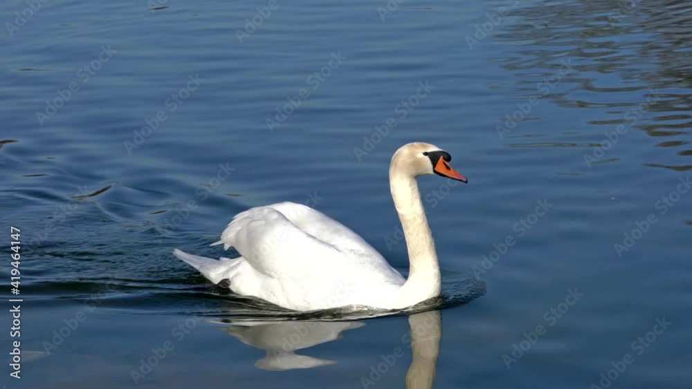 The Mute swan, Cygnus olor is a species of swan and a member of the waterfowl family Anatidae. Here swimming on a lake. The Mute swan, Cygnus olor is a species of swan and a member of the waterfowl family Anatidae. Here swimming on a lake.