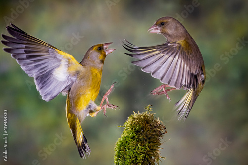 PAREJA DE VERDERON COMUN CHLORIS CHLORIS PELEANDO