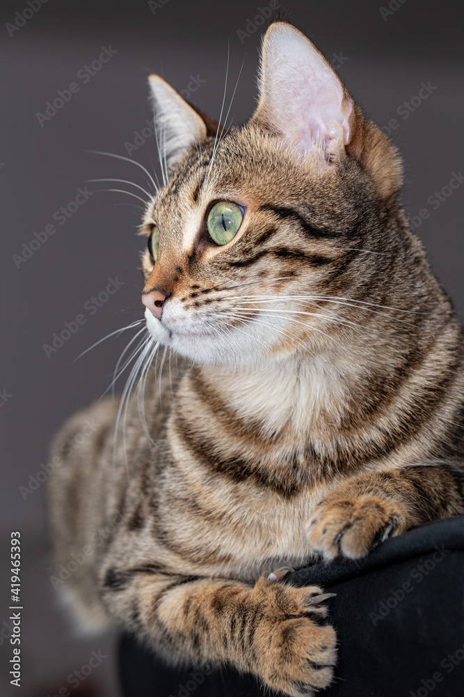 Striped cat sitting on armchair at home and observing the environment. Striped cat sitting on armchair at home and observing the environment.