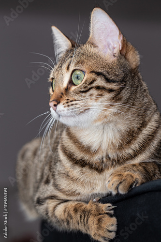 Striped cat sitting on armchair at home and observing the environment.