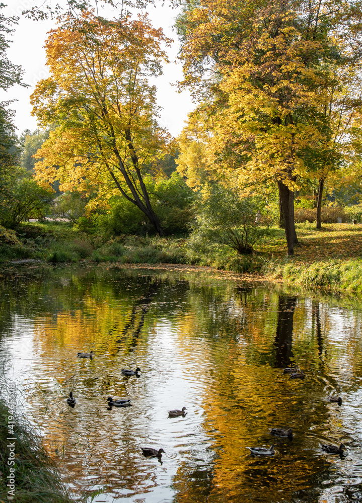 A pond in an autumn park, a bright reflection of trees in the water.