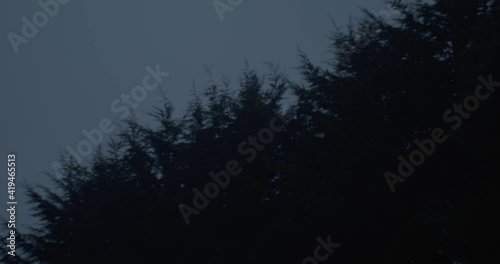 Pine trees swaying in strong wind