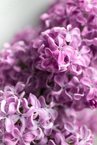 Beautiful fresh delicate spring lilac flowers closeup. Nature design background