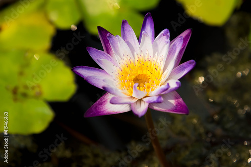 Vintage retro picture of lotus flower in pond.