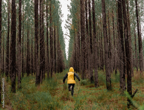 Back view of anonymous traveler in yellow raincoat running along alley among tall trees in woods in Australia photo