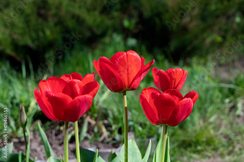 Red blossoming tulips on natural green background.