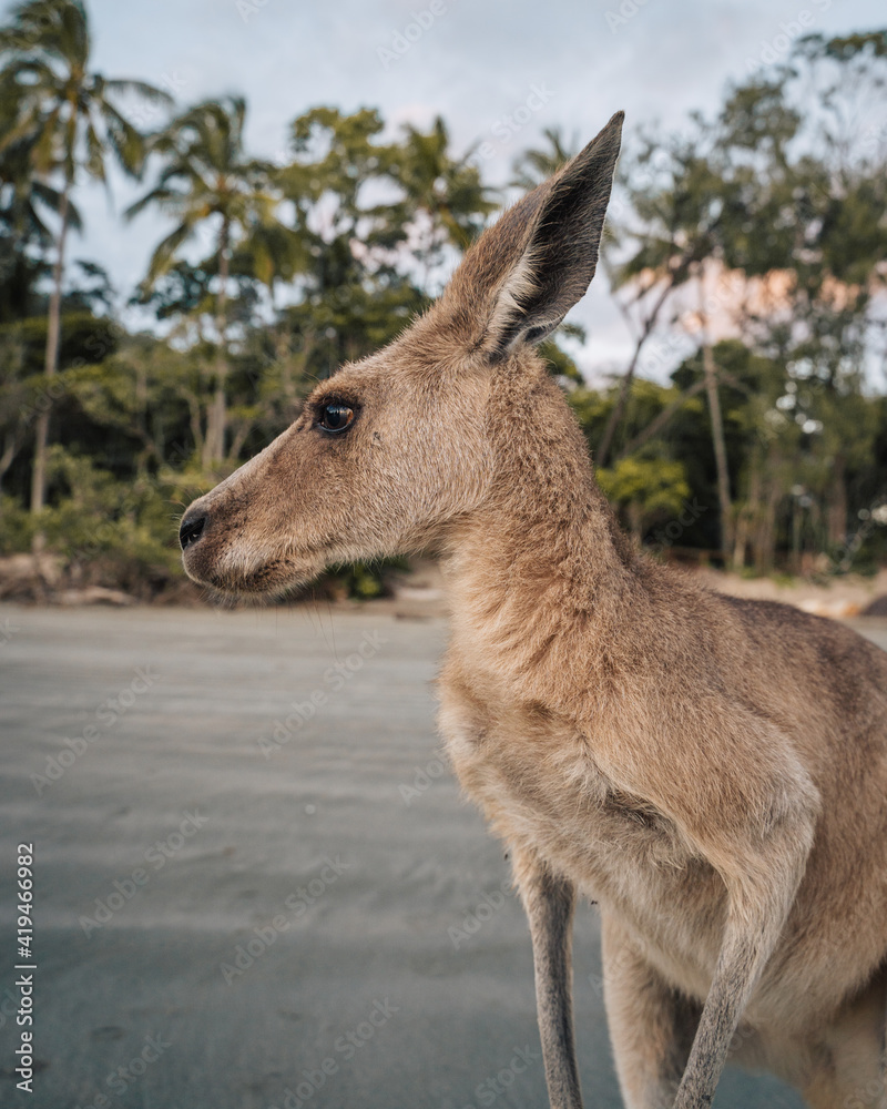 Side view of adorable eastern grey kangaroo joey standing on beach near palm trees in national park in Australia Side view of adorable eastern grey kangaroo joey standing on beach near palm trees in national park in Australia