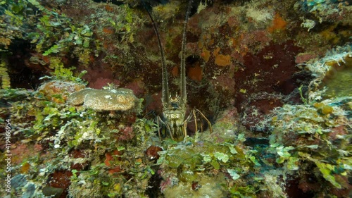 Close-Up Slow Motion: Spiny Lobster Hiding Under Coral Reef photo