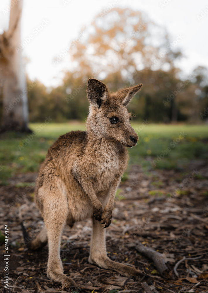 Side view of adorable eastern grey kangaroo joey standing on dry ground near grassy meadow in national park in Australia Side view of adorable eastern grey kangaroo joey standing on dry ground near grassy meadow in national park in Australia